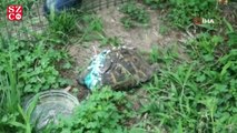 Ölüme terk edilen kaplumbağayı hayata döndürdüler