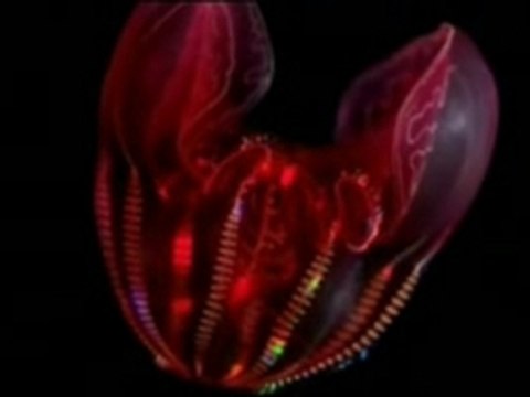 Nouvelles especes sous marines decouvertes