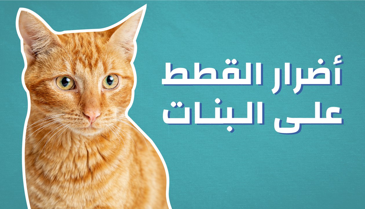 أضرار القطط على البنات