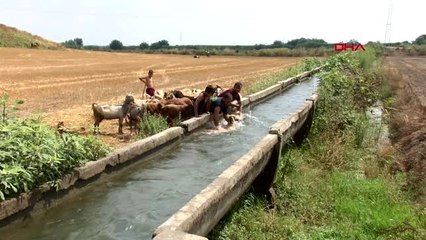 ADANA KURBANLIK KOYUNLARIN BAYRAM BANYOSU