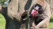Baboons at Knowsley Safari cool down with ice lollies as record temperatures expected to hit the UK today