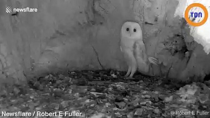 Cette petite chouette effraie  est terrorisée par un gros orage !