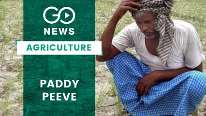 Maharashtra Paddy Farmers Face Water Scarcity