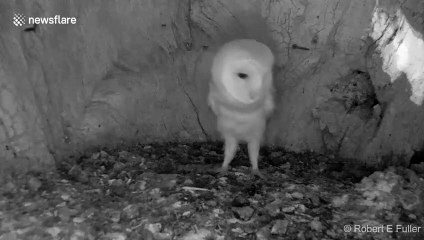 Petite chouette effrayée par un orage