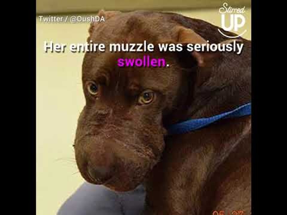 For Two Days The Dog Wandered Around With Her Muzzle Taped Shut. Then...