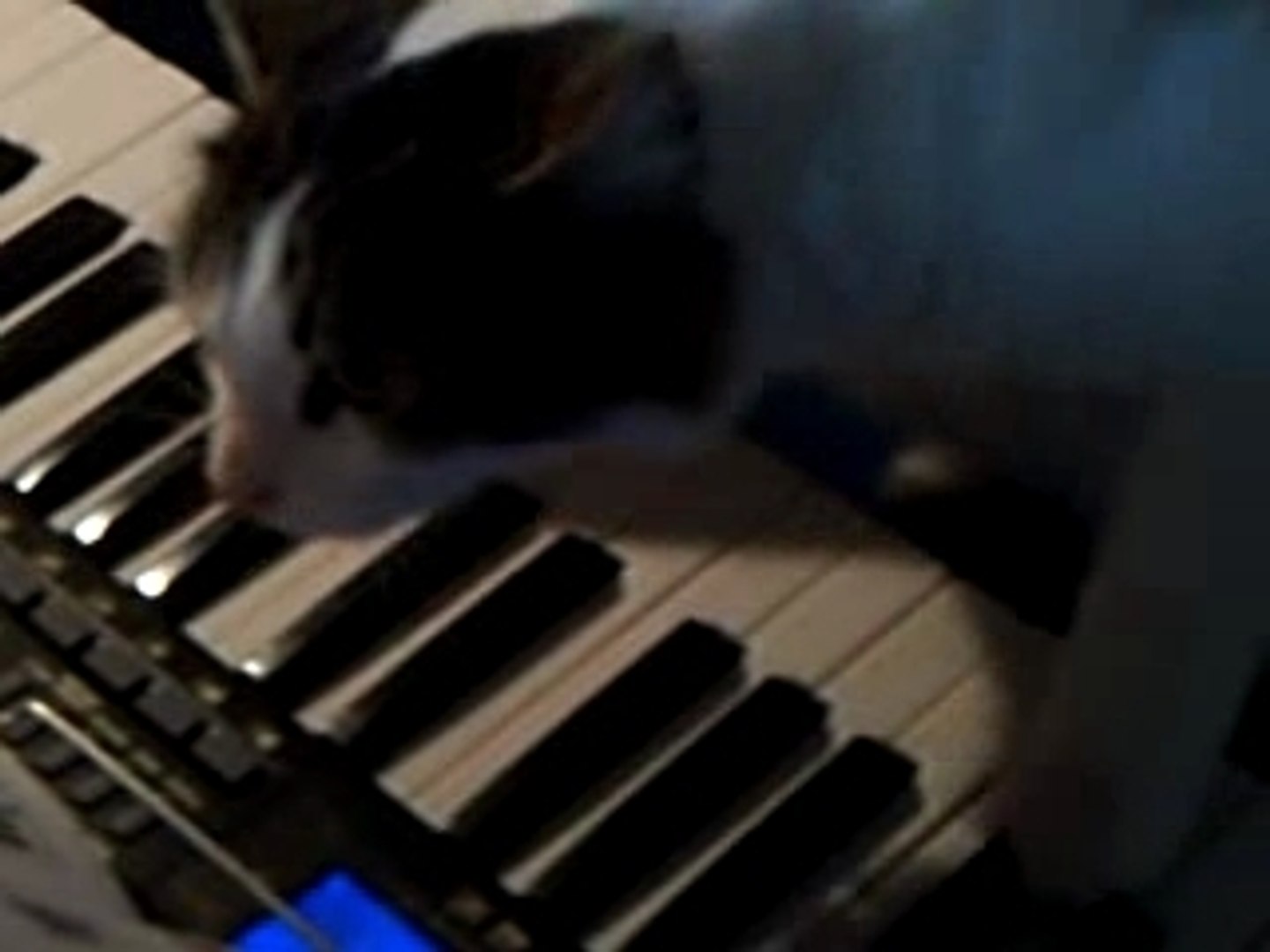 Chat Qui Joue Du Piano Video Dailymotion