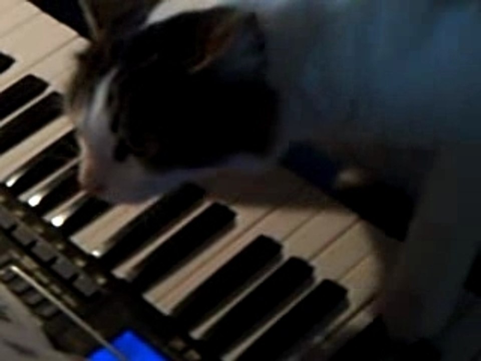 Chat qui joue du piano