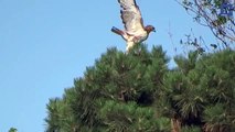 Squirrel Narrowly Misses Being Hawk's Dinner