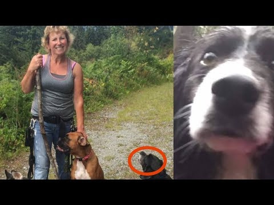 This Woman Was Found In The Woods After 3 Days. What Her Dogs...