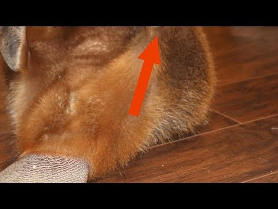 This Woman Can't Believe What The Animal In Her Hom...