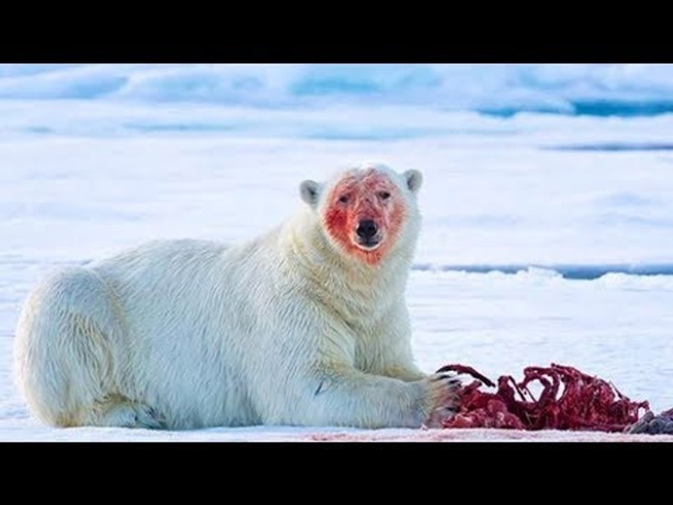 The Mother Bites Off Her Arm To Protect Her Offspring...