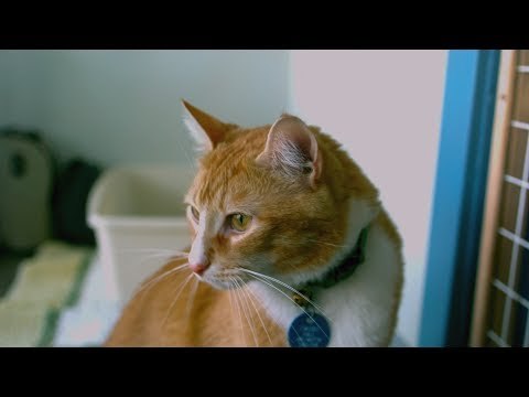 10 Reasons Why Cats Are Healthy For You