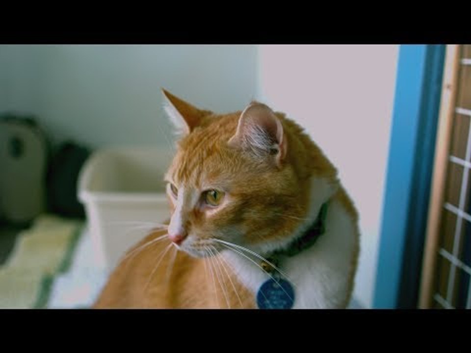 10 Reasons Why Cats Are Healthy For You