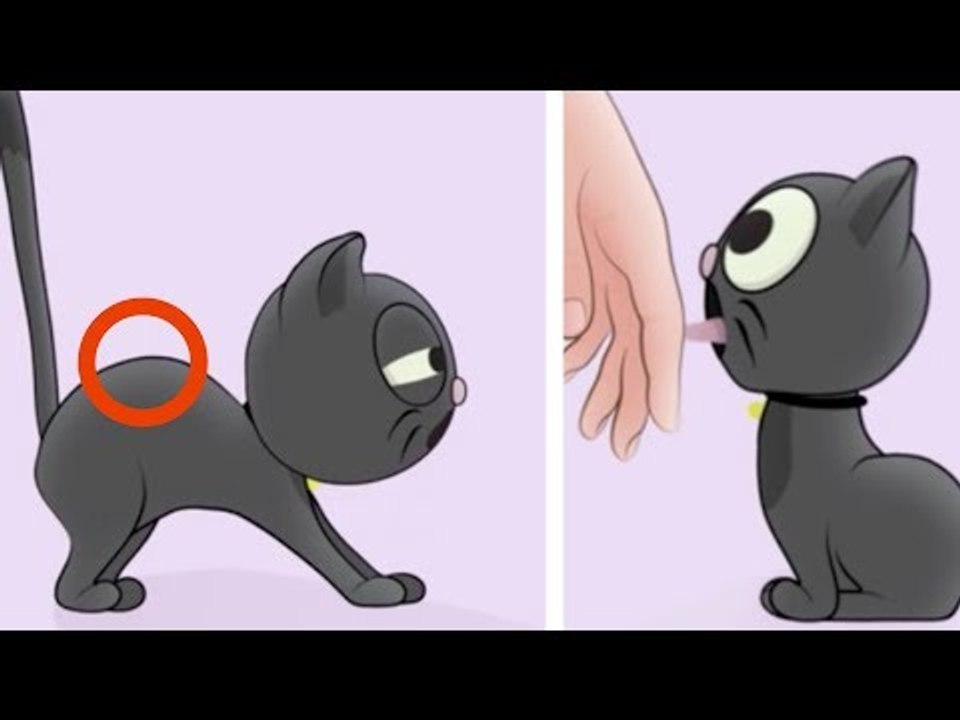If You Notice Your Cat Doing THIS, It Wants To Be...