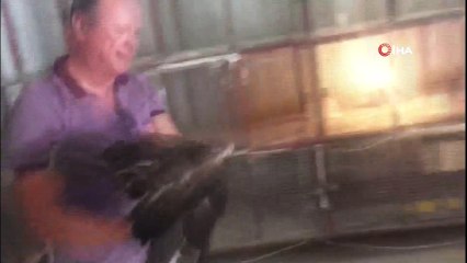 Yaralı bulunan kaya kartalı yavrusu doğal ortamına bırakıldı