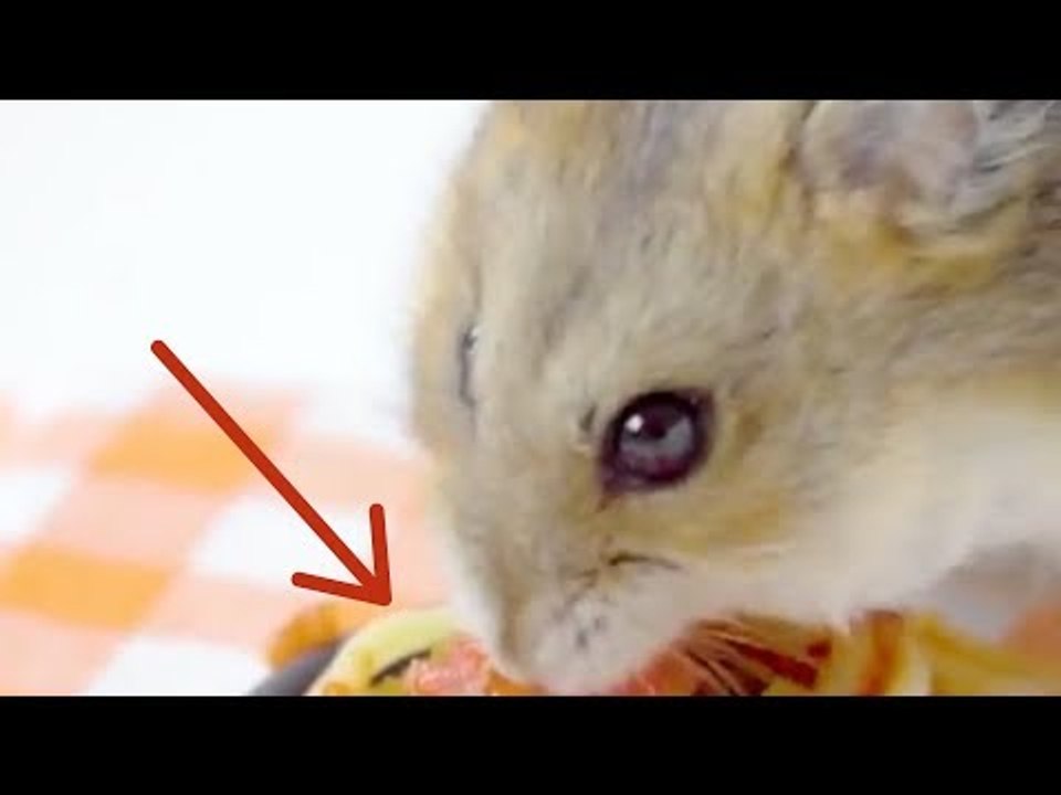 Check What This Hamster Is Eating! 