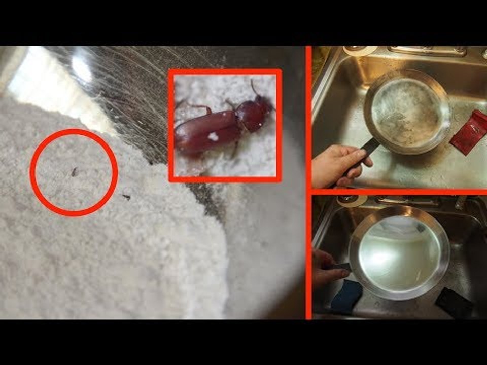 Si vous trouvez ÇA dans la farine, ne la jetez pas !