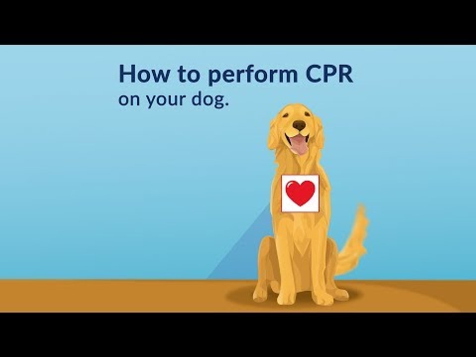 How to save your dog's life with these 6 steps