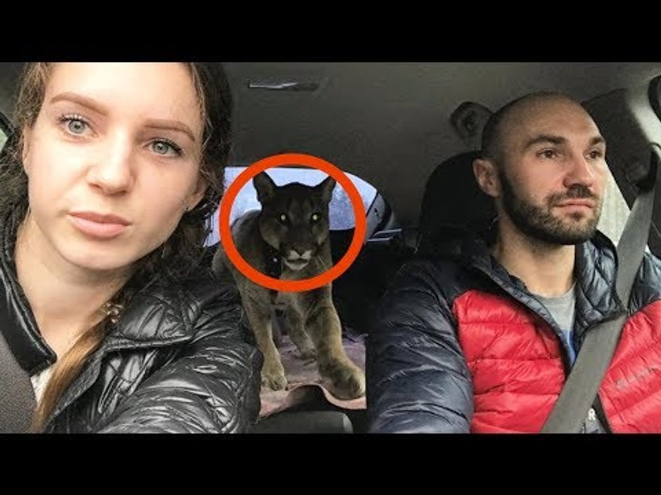 O casal levou um animal doente para casa. Jamais…