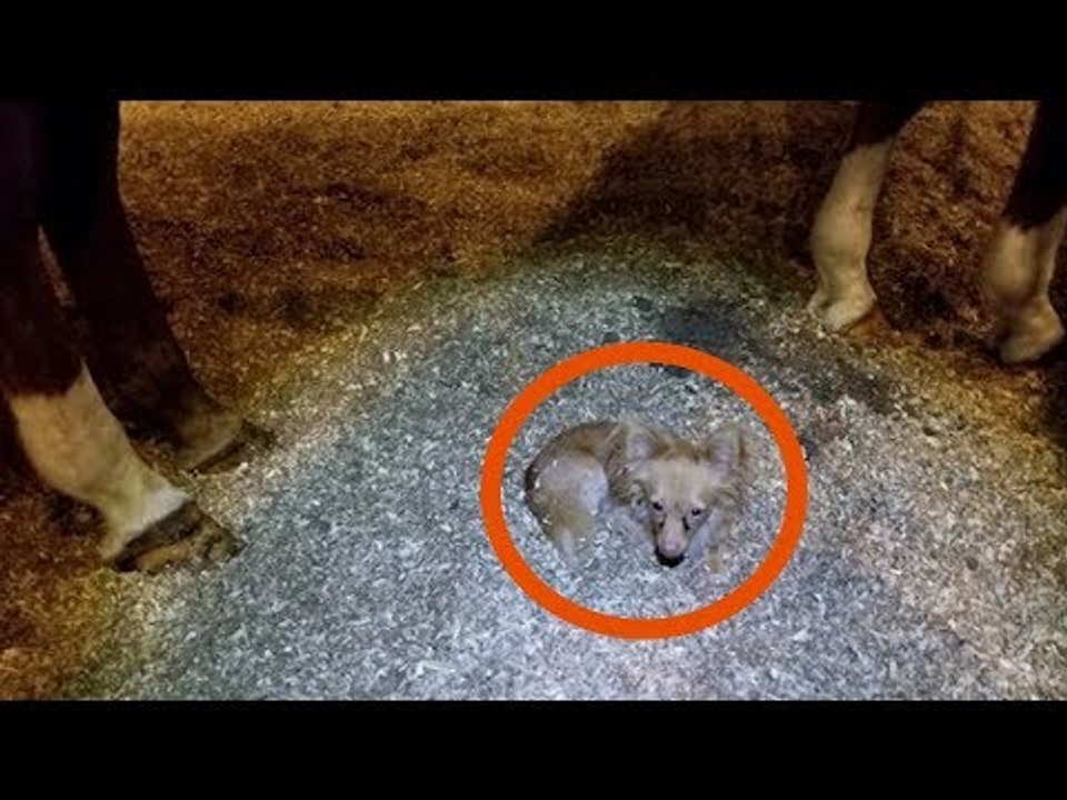 Um animal é largado à porta da casa desta mulher. O que...