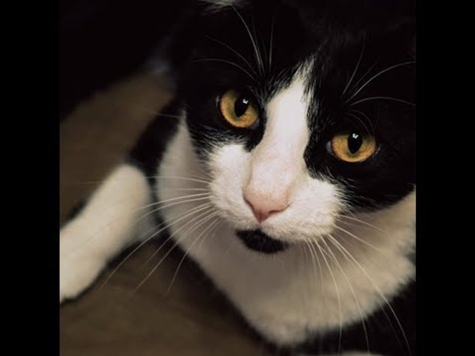 A mulher de 64 anos não sabe o que está crescendo em seu ombro. Seu gato dá o aviso crucial.