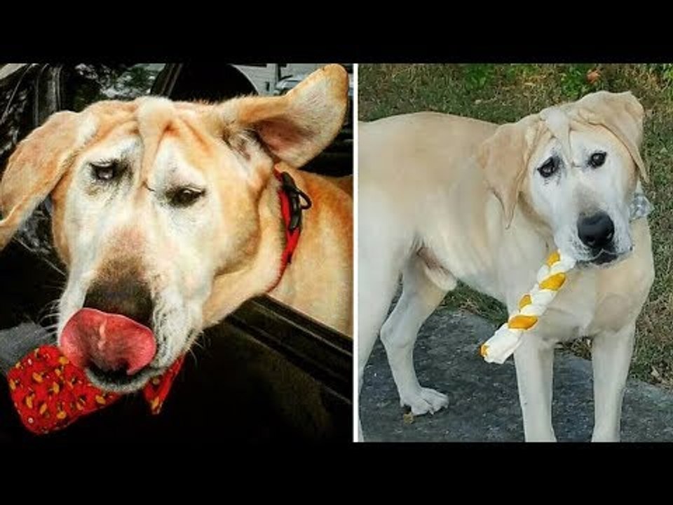 Frequentemente, os donos deste cachorro…
