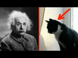 5 sinais de que você tem um QI mais alto que a...