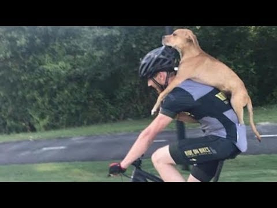 O ciclista encontra um cão atropelado. O que acontece…