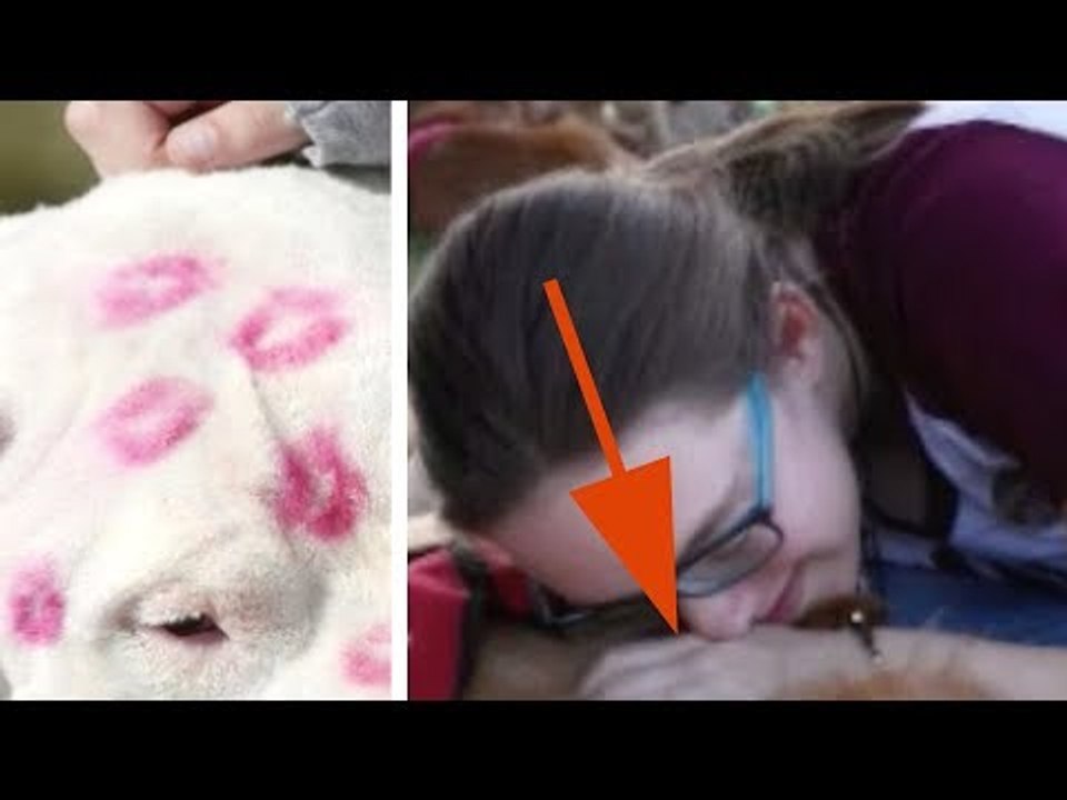 Os estudantes foram feridos terrivelmente. Mas estes 14 cachorros dão a eles uma nova esperança.