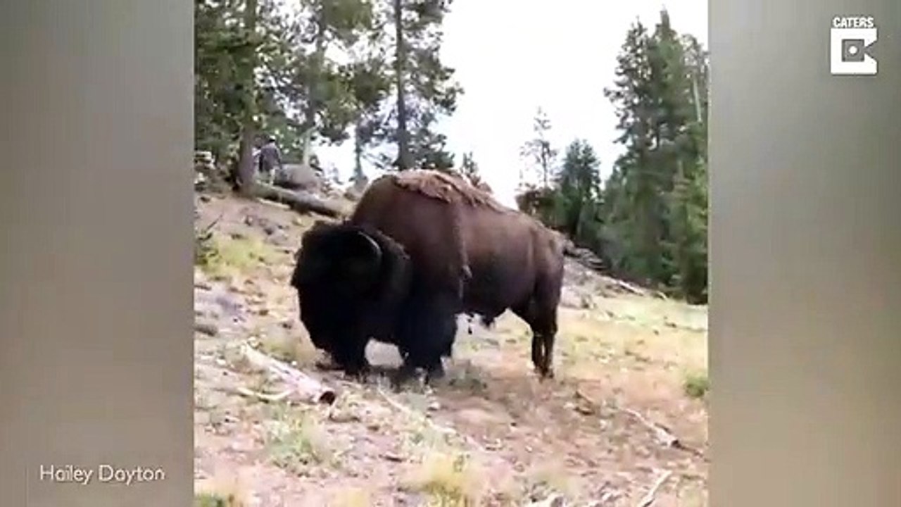 Un bison projette une fillette en l'air