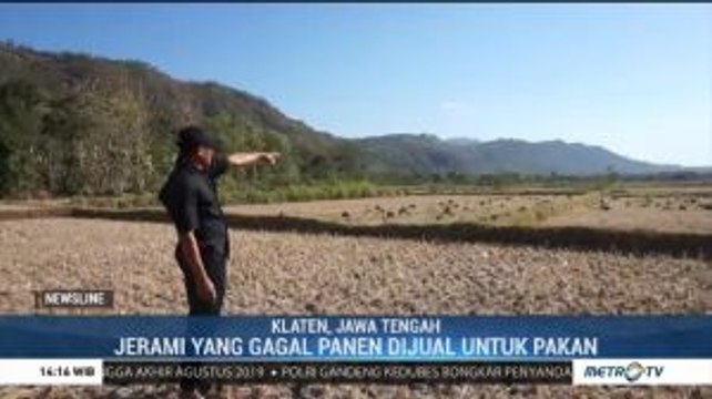 880 Hektare Sawah di Klaten Gagal Panen Akibat Kekeringan