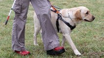 Todo lo que siempre has querido saber sobre los perros guía