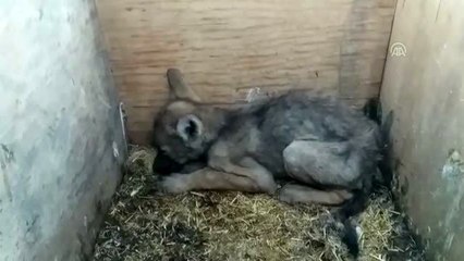 Köylülerden kurt yavrusuna şefkat eli