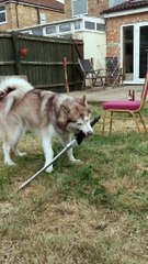 Sword Swinging Dog Protects Backyard