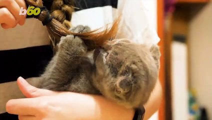 Do's And Don't When Adopting Your New Pet