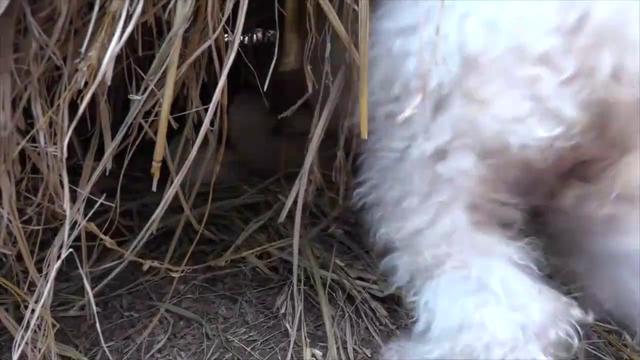 Puppy Rescued Three Puppies Abandoned at Garbage, Dog Rescue Stories that Will Melt Your Heart