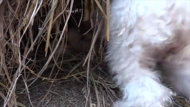 Puppy Rescued Three Puppies Abandoned at Garbage, Dog Rescue Stories that Will Melt Your Heart