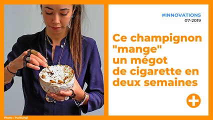 Ce champignon « mange » un mégot de cigarette en deux semaines