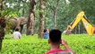 Raging mother elephant attacks excavator team rescuing her trapped baby