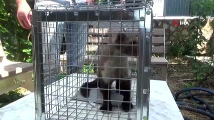 Adıyaman'da sansar sanılan gelincik ortalığı karıştırdı