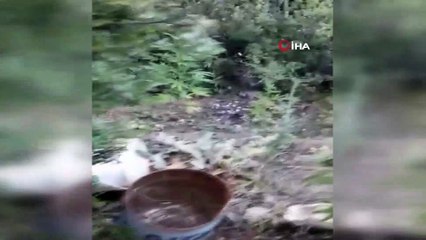 Bu kadarı da ‘Pes’ dedirtti, ormanlık alanda poşet saksıda seyyar uyuşturucu yetiştiriciliği