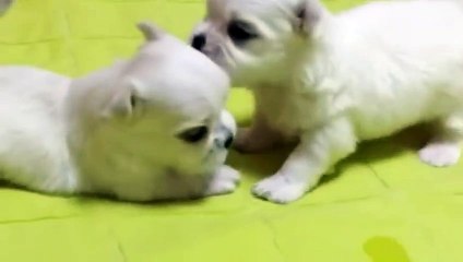 중랑출장안마 -후불100%ョ 070c5180c1617｛카톡MAS91｝ 중랑전지역출장안마 중랑오피걸 중랑출장마사지 중랑안마 중랑출장마사지 중랑콜걸샵ぐけぉ