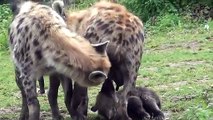 Pairi Daiza. Bébé hyène à la tétée le 17 octobre 2015