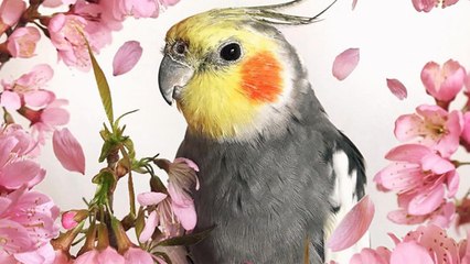 ¿Conoces a la ninfa más famosa de Instagram?