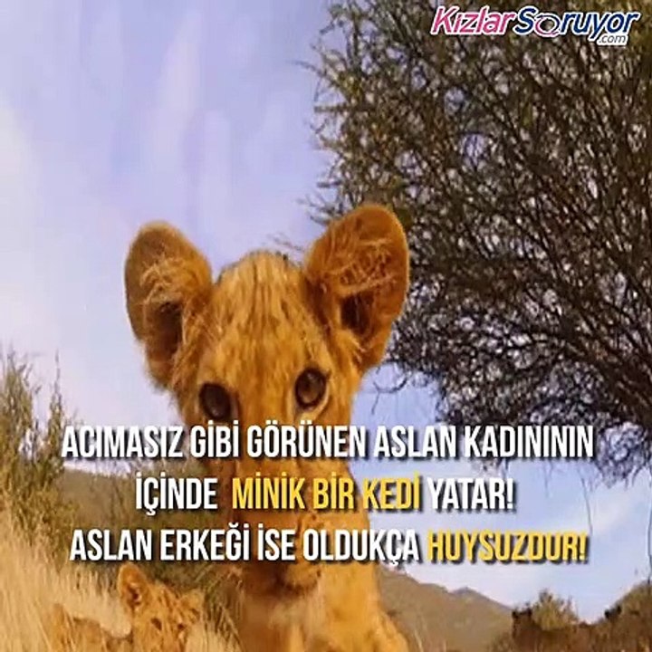 Aslan burcunun özellikleri