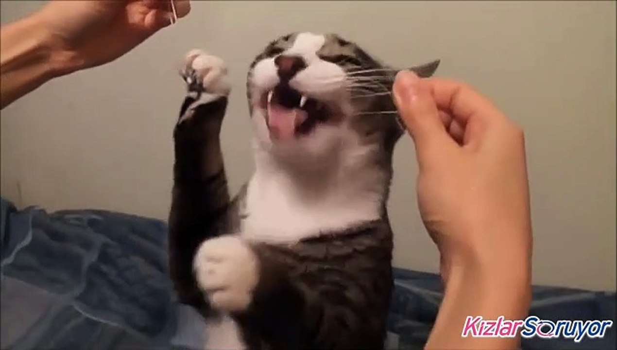 Diş ipiyle dişlerini temizleyen kedi