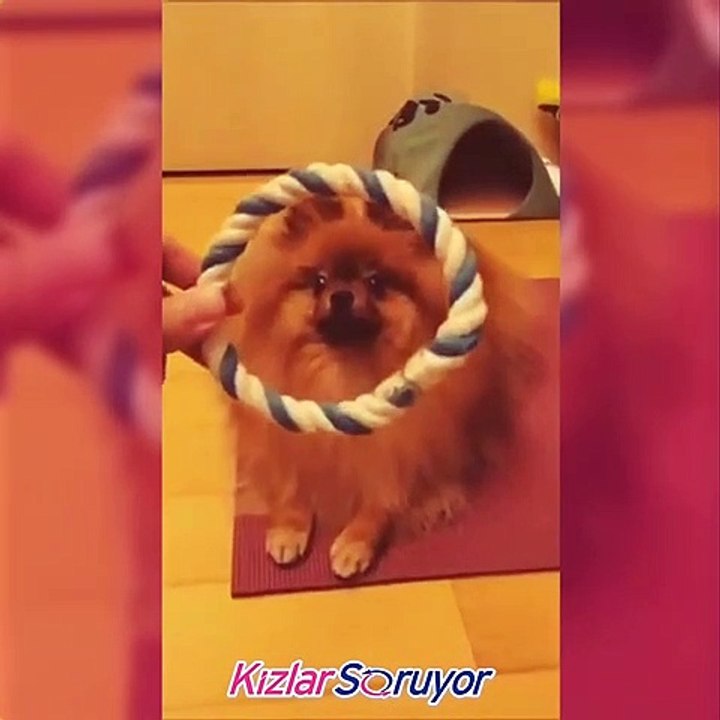 Her Şeye Burnunu Sokan Köpek