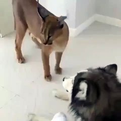 Ce Husky a peur d'un chat sauvage. Regardez !