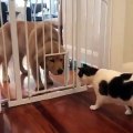 Quand un chat encourage une chienne à passer par un petit espace. Trop marrant !