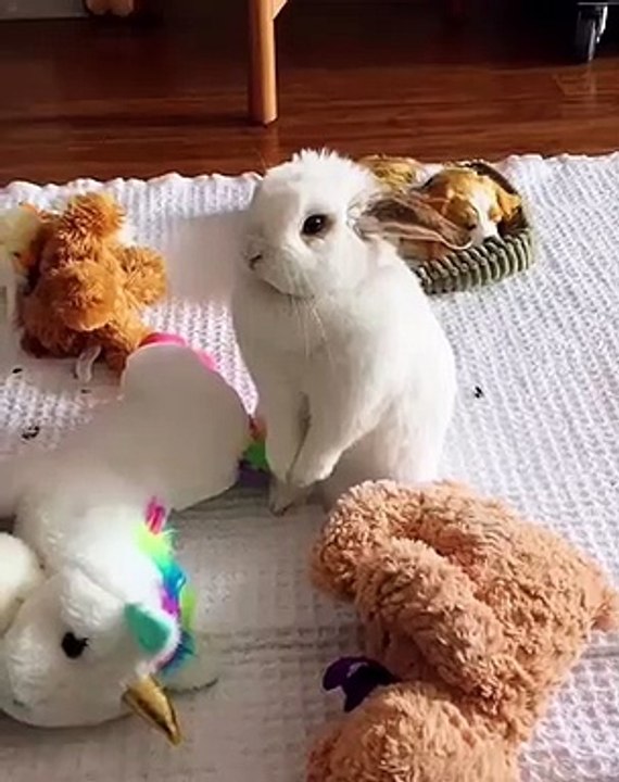 Cette lapine est tout simplement superbe. A voir !